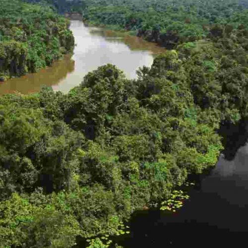 Brésil : un million d’arbres seront plantés au cours des six prochains mois !